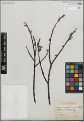 Foto von Salix humilis Marshall